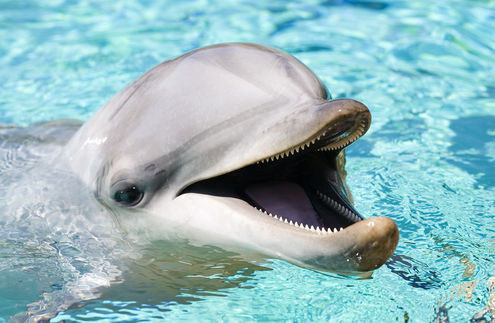 Pokonaj chorobę z delfinami!